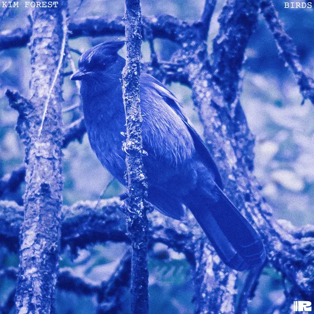 Birds by Kim Forest